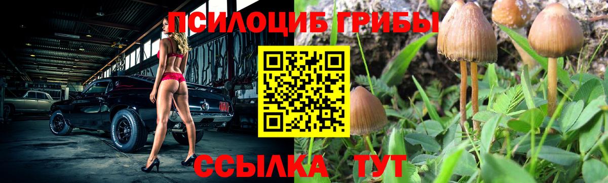 Псилоцибиновые грибы Psilocybe  Вход с VPN  Новоалтайск 